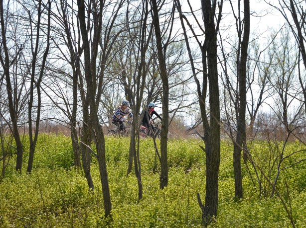 cyclists on a bike path, seen through tree trunks and long grass