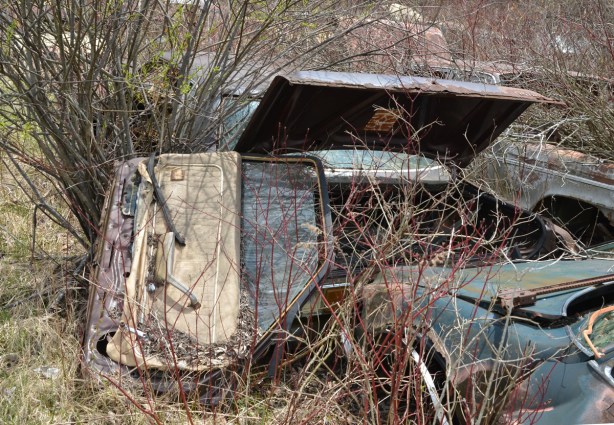 junked, old cars, McLeans Auto Wreckers, overgrown vehicles