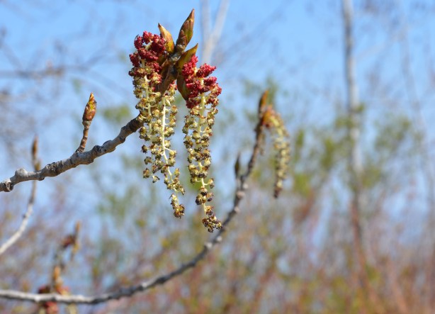 long droopy buds on a tree, dark red on top and golden yellow on the lower parts, out of focus trees in the background