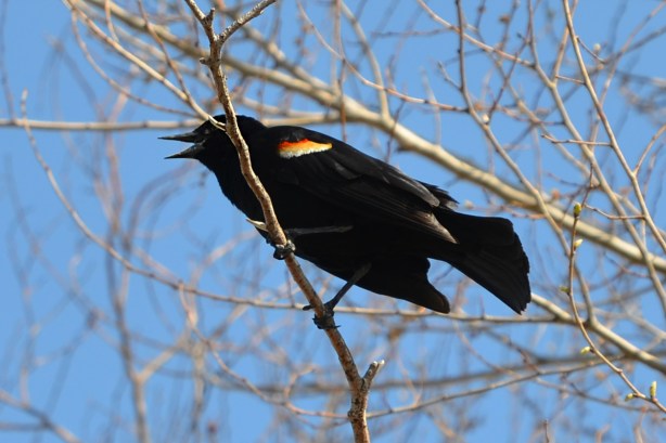 a male redwing blackbird in a tree, making noise