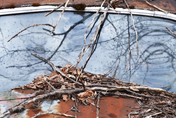 old rusted car, brown, with braches and twigs covering a large part of front hood and part of front windshield, junked, old cars, McLeans Auto Wreckers,