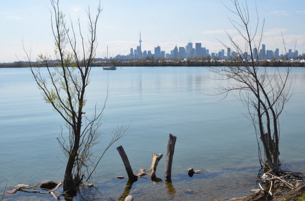 In the foregeound, trees and stumps in the water at the edge of the harbour, looking across the water to the Toronto skyline 