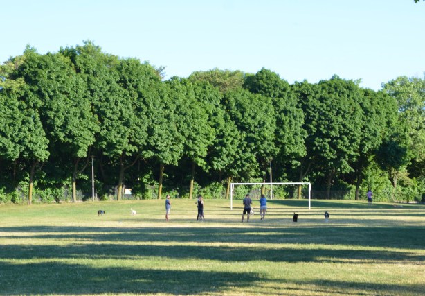 Jimmie Simpson park, people and dogs