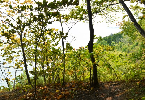 trees at the edge of a path overlooking Lake Ontario, from high up near top of Scarborough bluffs