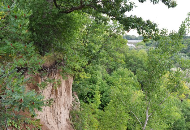 cliff and trees at Gwendolen Park