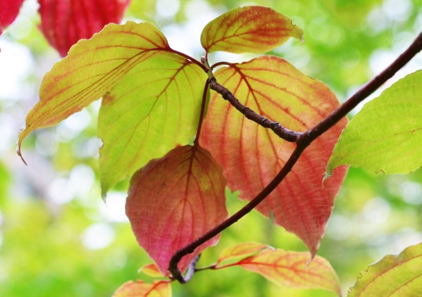 green leaves turning red in the autumn, on the tree, with sun light shining through them 