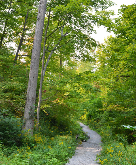 a dirt path through the woods, some yellow hues in the trees
