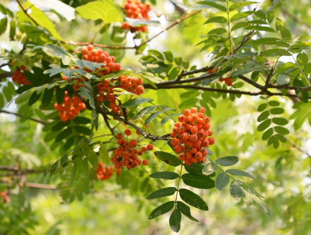 orange mountain ash tree berries on a tree 