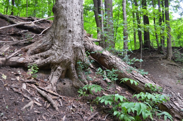 large gnarled tree roots exposed on a path