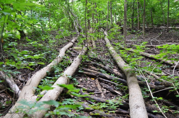 3 tall trees that have fallen beside a ravine path