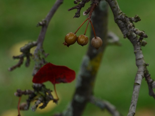 three dried berries on a shrub with one red leaf, autumn