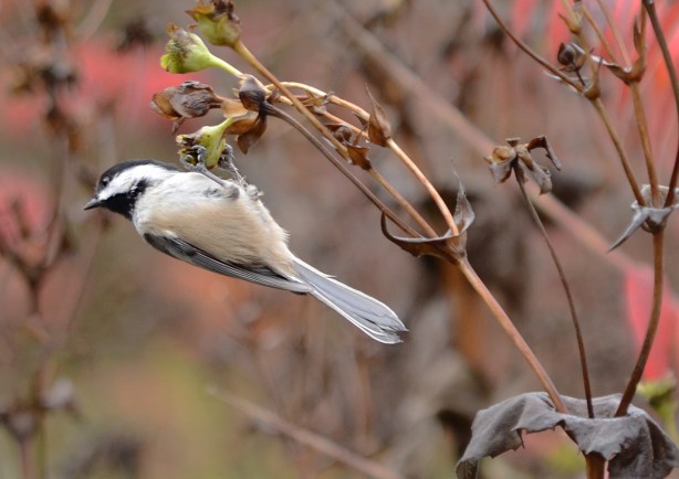 chicakdee holding onto dead flower as it eats the seeds