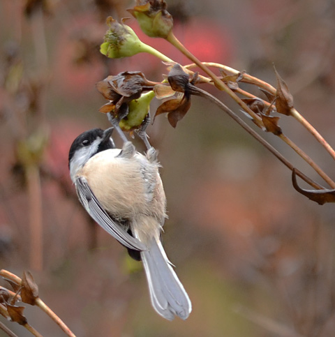 chicakdee holding onto dead flower as it eats the seeds