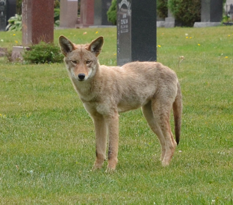 light brown coyote