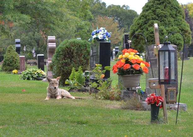 coyote lying in front of monuments, tombstones at Pinehills cemetery