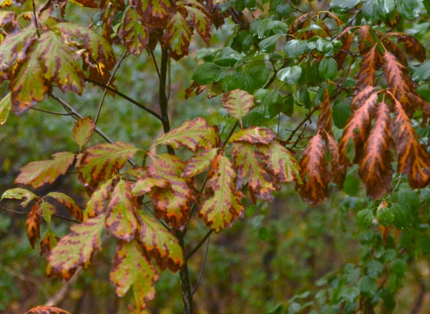 leaves on a small oak tree have turned a rusty red colour around the edges 