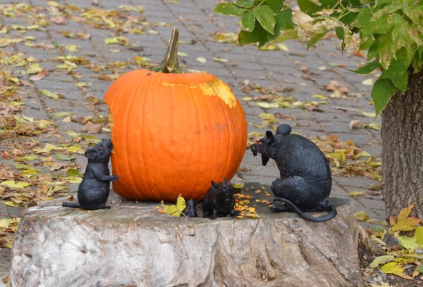 4 fake black rats eating a pumpkin