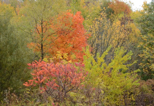 autumn colours in the leaves on the trees, oranges and golds, and some red sumach