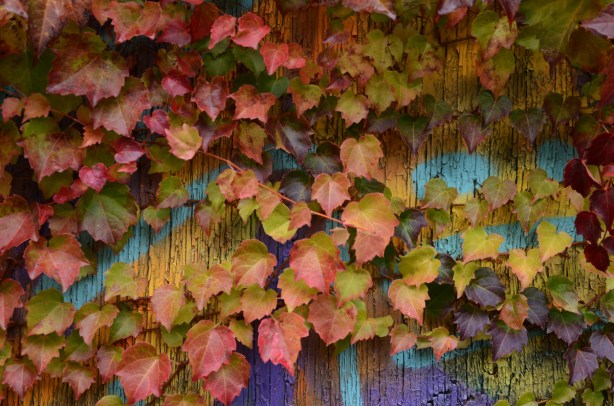 autumn coloured vine leaves cover a wall that has street art painted on it 