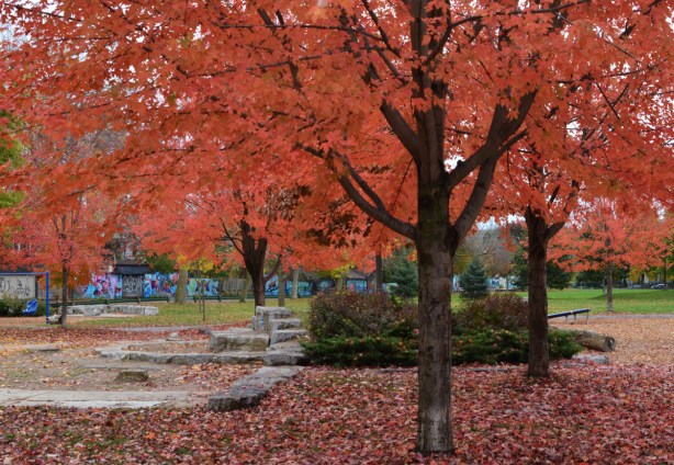 Felstead Park, a tree with a lot of red leaves on it, as well as on the ground below it, dominates the picture