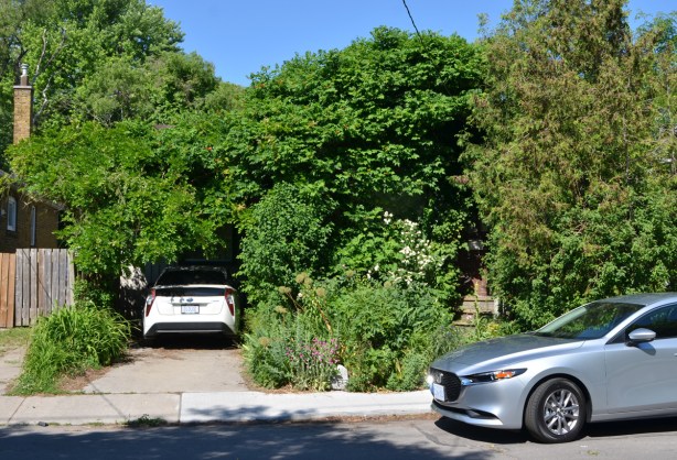  a front yard so overgrown with trees and greenery that you can hardly see the car in the driveway. The house is entirely hidden