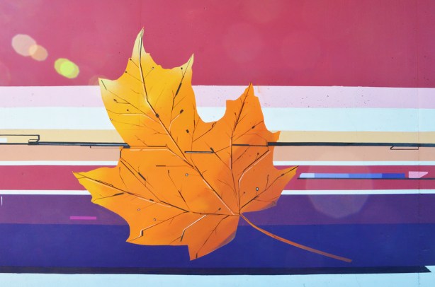 orange maple leaf