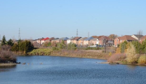 pond with Canada geese, backs of houses on the far shore,