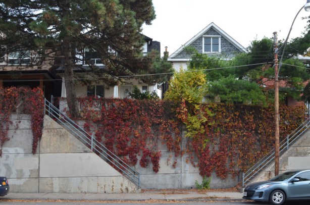 red vine covered concrete wall on Keele St., in front of houses up on the hill, steps up the houses 