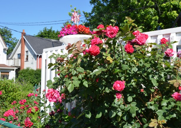 lots of roses growing on a rosebush beside a white fence 