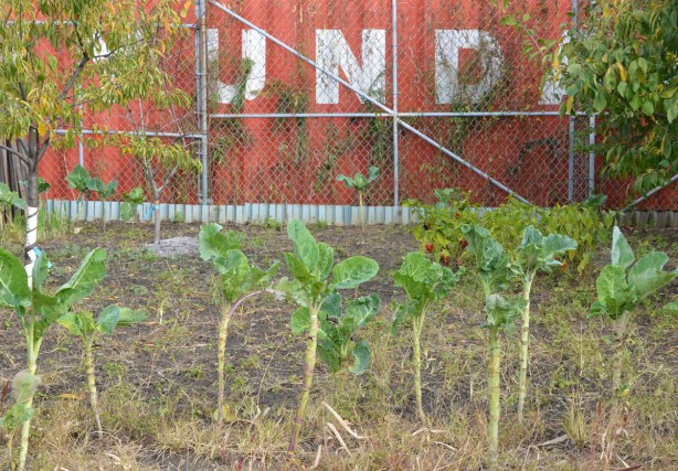 remains of a vegetable garden in November, tall plant, brussel sprouts, that have lready been harvested, a small fruit tree 