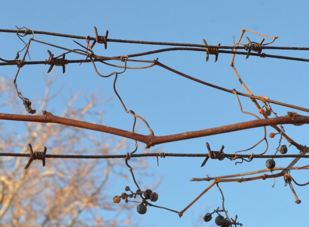 a vine with dried berries and leaves grows on a barbed wire fence 
