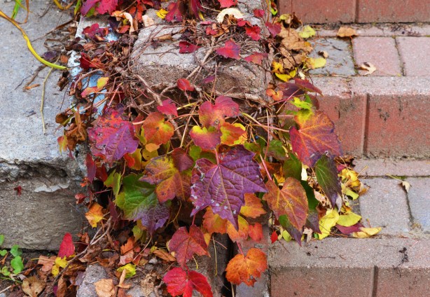 vines on a concrete stair case, autumn colours 