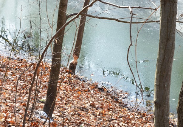 beside a pond, thin layer of ice on the water, dead leaves on the ground, some medium sized tree trunks, one that a beaver has tried to take down 