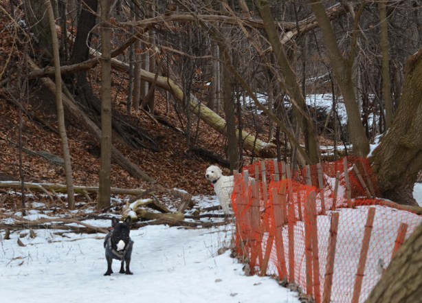 2 dogs on a snow covered path in the woods 