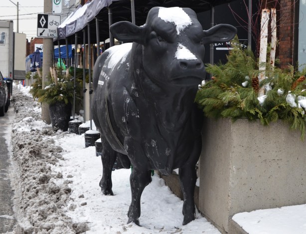 back cow sculpture, lifelike, beside the street, in front of a butcher shop in Mimico. 