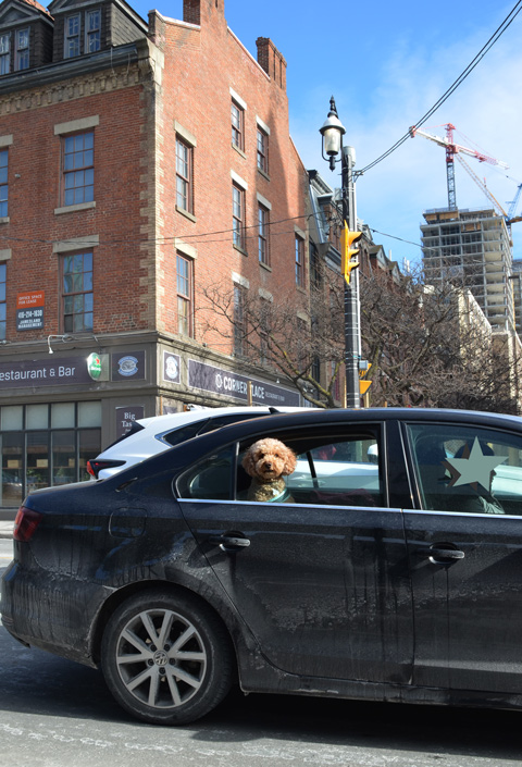 a small dog is looking out the open window of a black car