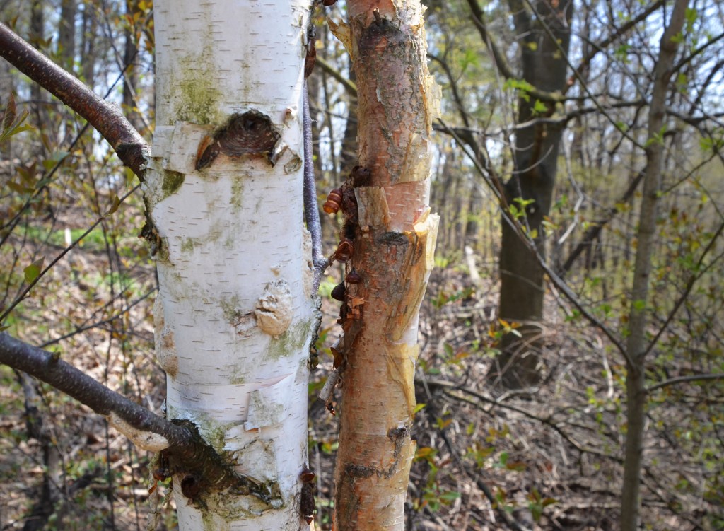 Two birch trees in a forest, one is younger and has just started shedding it's brownish bark, the other is older and had white bark 