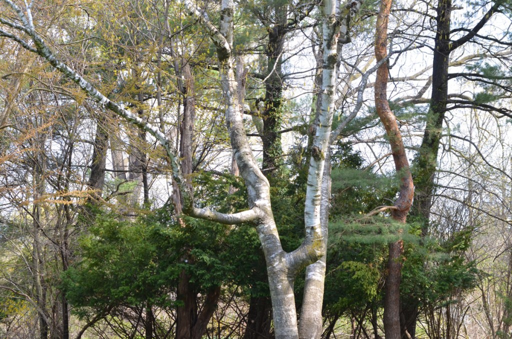 Three different kinds of trees, with 3 different coloured trunks, including a birch tree 
