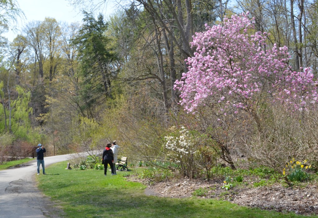 A man takes a picture of his wife and daughter in front of a tree full of pink blossoms at Edwards Gardens