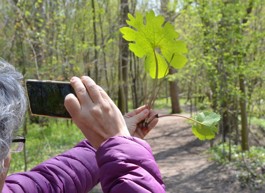 A person holding a bloodroot plant in one hand and a camera phone in the other, trying to get a picture showing texture of veins in the leaf