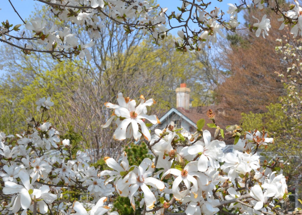A white magnolia in full bloom in front of a house with chimney