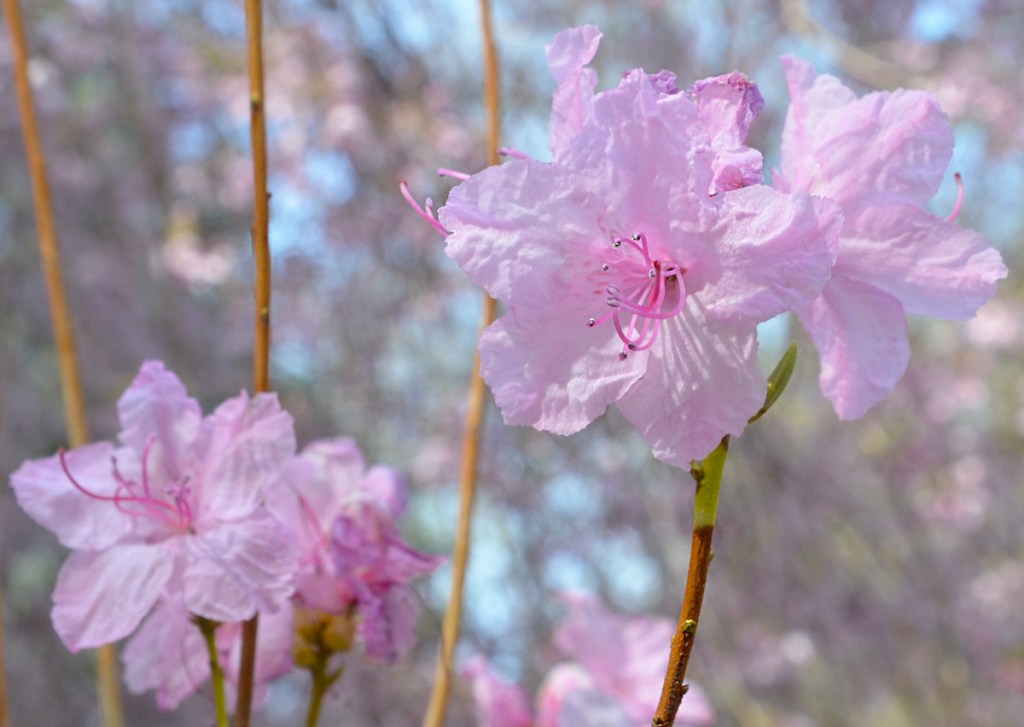 Pink blossoms on a tree, spring