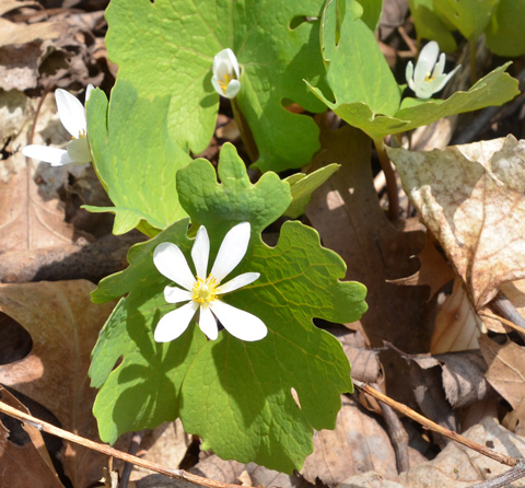 wildflower on forest floor, white bloodroot flower and leaves