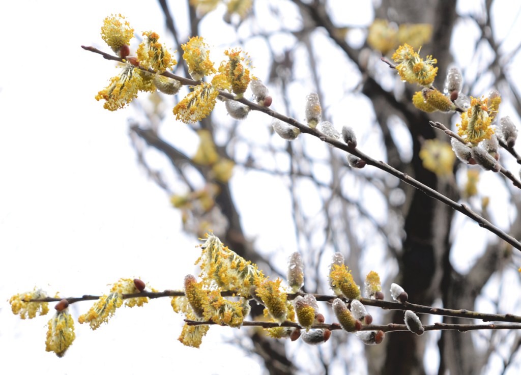 pussy willows in spring