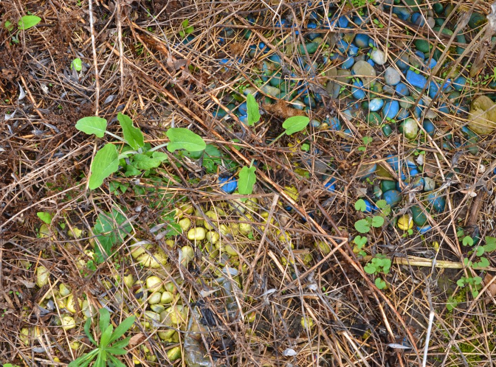 many small stones painted blue and some painted yellow, on the ground, with weeds starting to grow up among them