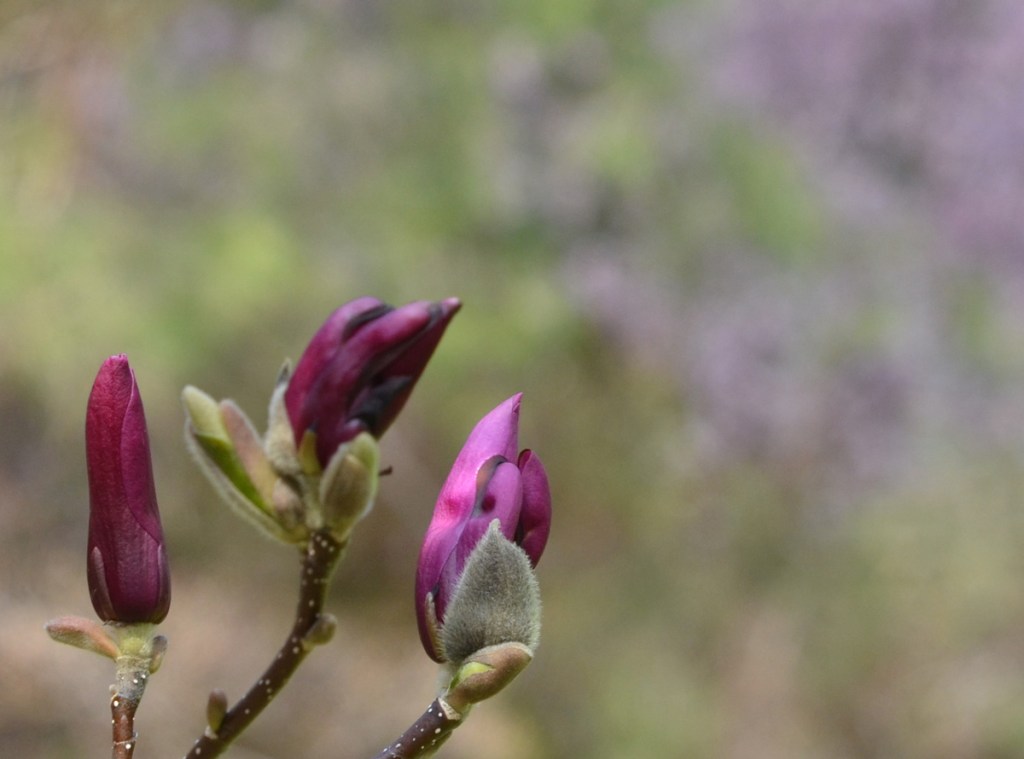 Three magenta magnolia buds ready to open up, grey fuzzy bottom part of the bud included 