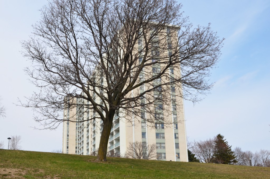 looking slightly uphill at a tree with a slight lean to the right in front of a tall yellowish grey apartment building