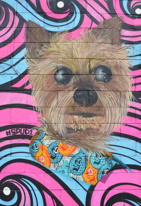 part of a mural, a furry small dog's face in shades of brown with black nose and eyes, blue and orange spudbomb stencils under the dog, also words say #spud1.  Pink and blue swirls for background