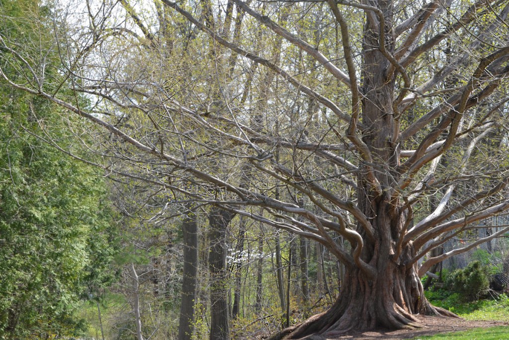 large dawn redwood tree, also called metasequoia, no leaves, very early spring