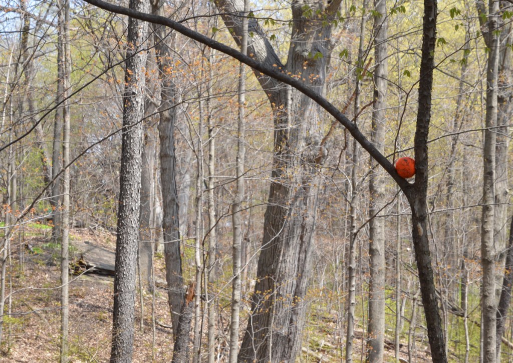 orange tennis ball stuck in the V of a tree, between two branches, in a forest 